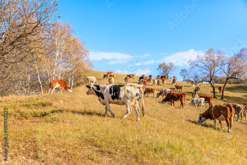 Cows grazing in meadow. Beautiful grassland pasture nature landscape in Inner Mongolia, China. photo