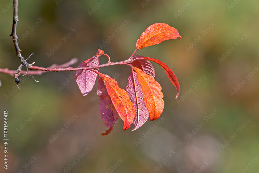 A branch of a deciduous tree on an autumn day A branch of a deciduous tree on an autumn day