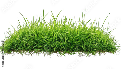 green grass isolated on transparent background cutout