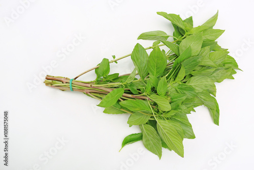 Thai sweet green Basil bunch on white background photo