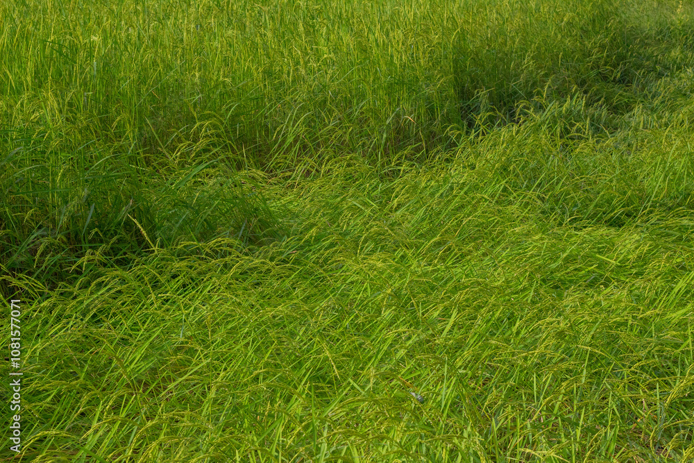 Obraz premium Jasmine Rice Thailand