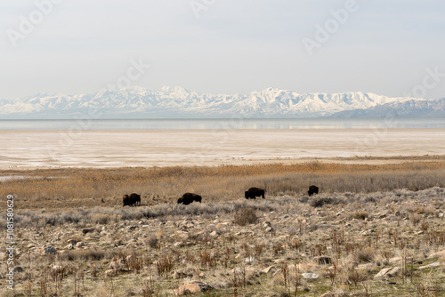 A herd of Bison roaming Antelope Island with a snowy mountain behind.
