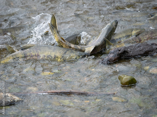 Valokuva chum salmon