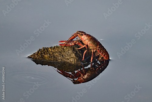 Cray Fish crawling on a rock to lay eggs photo