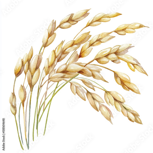 Oat watercolor clipart illustration