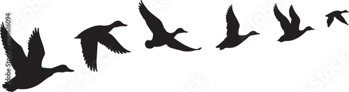 silhouette of flock of flying duck vector art illustration