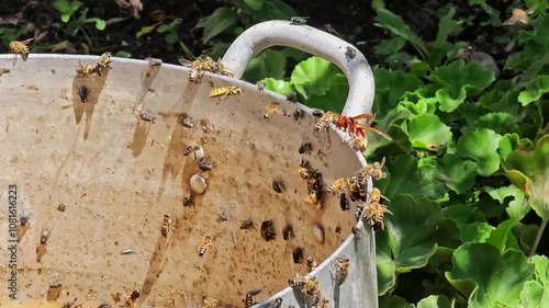 Bees and flies buzzing around, sitting on the edges, and floating in a bucket filled with leftover fermented yellow liquid mash containing residual unfermented sugars after a moonshine distillation photo