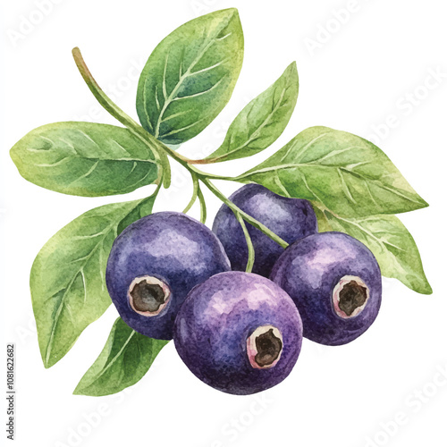 Olallieberry fruit watercolor clipart illustration