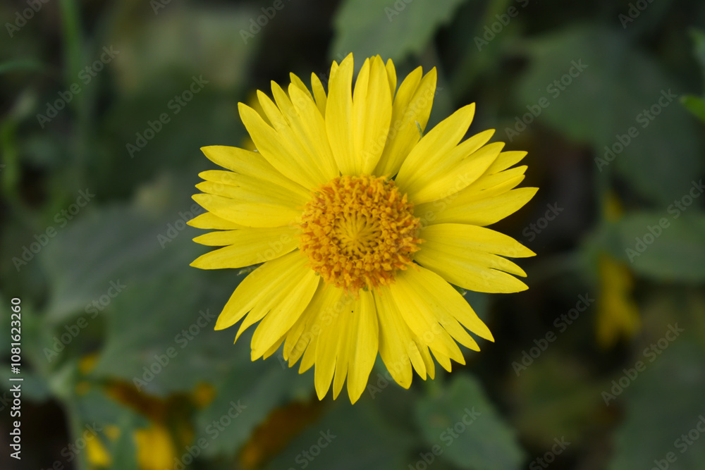 Golden Crownbeard (Also called Golden Crownbeard, Copen Daisy, golden crown beard) in the nature, Golden Crownbeard Flower closeup,Beautiful yellow flower closseup in nature Chakwal, Punjab, Pakistan Golden Crownbeard (Also called Golden Crownbeard, Copen Daisy, golden crown beard) in the nature, Golden Crownbeard Flower closeup,Beautiful yellow flower closseup in nature Chakwal, Punjab, Pakistan