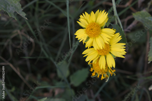 Golden Crownbeard (Also called Golden Crownbeard, Copen Daisy, golden crown beard) in the nature, Golden Crownbeard Flower closeup,Beautiful yellow flower closseup in nature Chakwal, Punjab, Pakistan photo