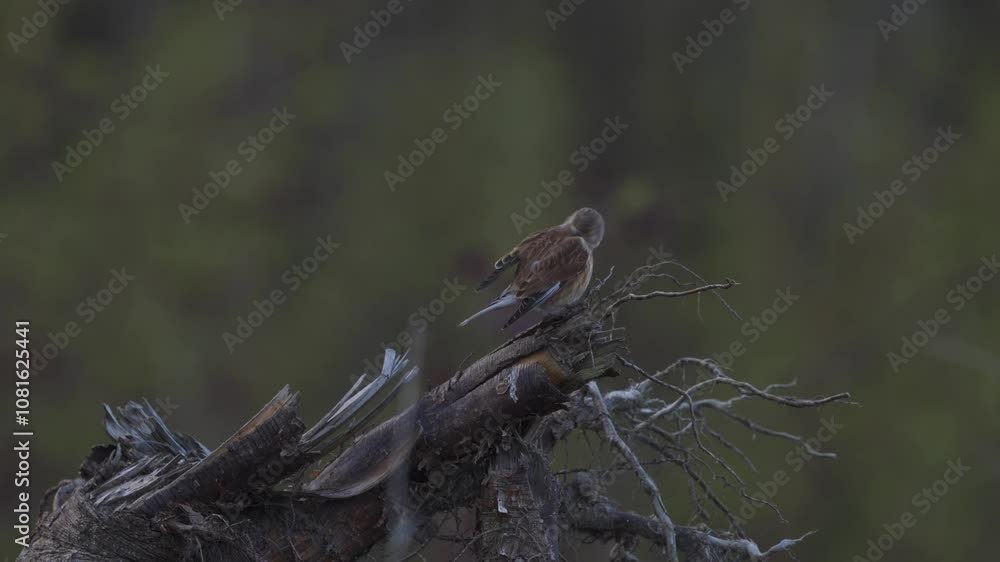 Red backed shrike in the forest cleaning herself Red backed shrike in the forest cleaning herself