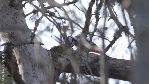 Slow motion footage of a woodpecker sittin on a tree branch photo