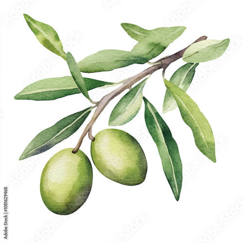 Wallpaper Mural Olive fruit watercolor clipart illustration Torontodigital.ca