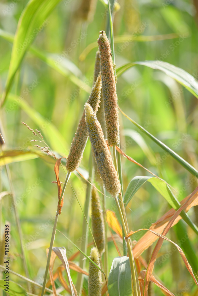 Beautiful closeup pearl millet crop field in rural area. Ripping millet crop field, Bajra crop field, Closeup view of Pearl millet plant. cultivation pearls millet fields for birds seed, Pakistan Beautiful closeup pearl millet crop field in rural area. Ripping millet crop field, Bajra crop field, Closeup view of Pearl millet plant. cultivation pearls millet fields for birds seed, Pakistan