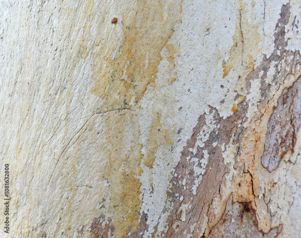Fototapeta premium Eucalyptus tree bark texture, Bark of eucalyptus tree, seamless texture, a eucalyptus tree bark texture background image