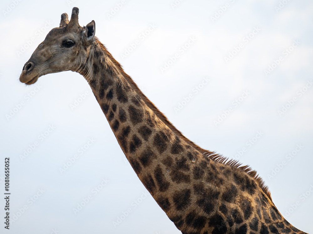 Afrikanische Tiere Giraffe im Busch vom Krüger National Park - Kruger Nationalpark Südafrika Afrikanische Tiere Giraffe im Busch vom Krüger National Park - Kruger Nationalpark Südafrika