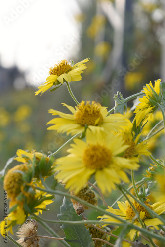 Golden Crownbeard (Also called Golden Crownbeard, Copen Daisy, golden crown beard) in the nature, Golden Crownbeard Flower closeup,Beautiful yellow flower closseup in nature Chakwal, Punjab, Pakistan
