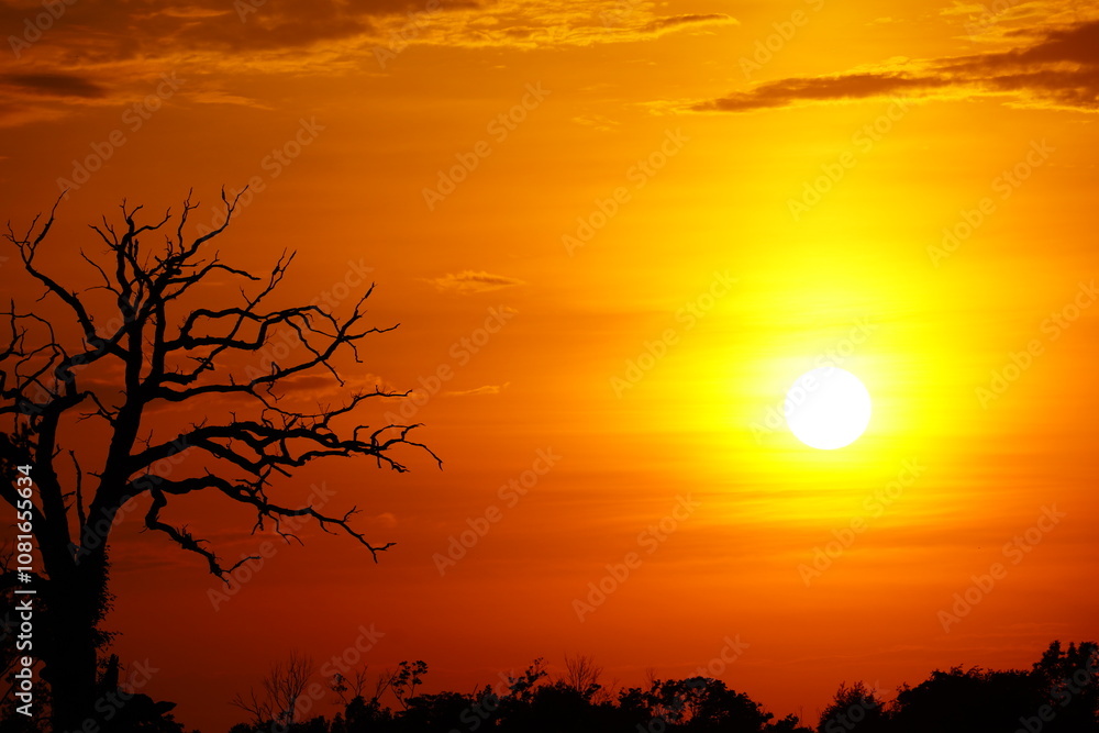 Obraz premium sunset in the forest