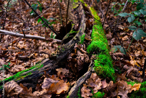 Moss-Covered Fallen Log Amidst Decaying Leaves on the Forest Floor, Showcasing Natural Decomposition and Earthy Tones in an Autumn Woodland Scene