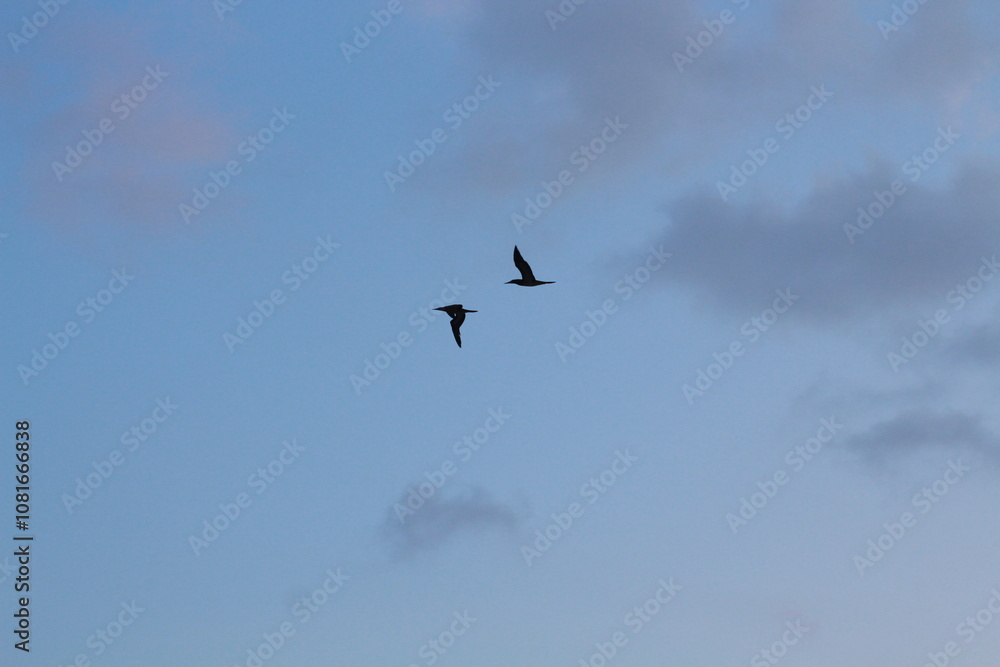 Fototapeta premium image of birds in the sky