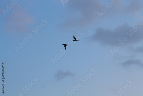 image of birds in the sky