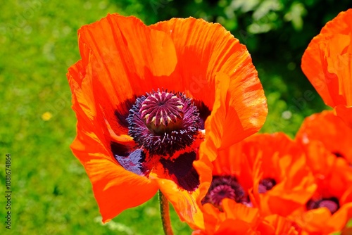 Beautiful orange Poppy flowers in the garden.