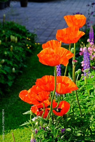 Beautiful orange Poppy flowers in the garden.