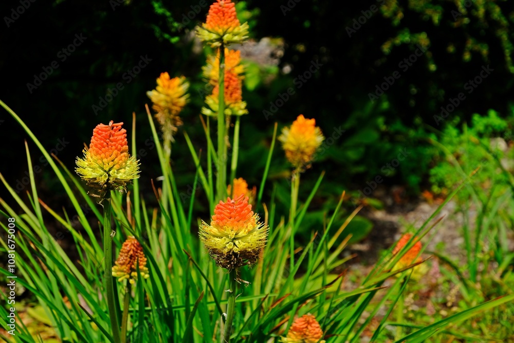 Beautiful Kniphofia uvaria, also known as tritomea, torch lily or red hot poker flower in the garden.