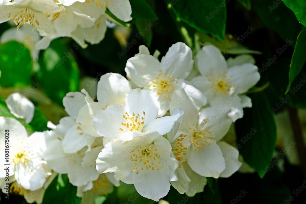 Beautiful blooming mock orange, white flowers of celinda (Philadelphus coronarius) in the garden.