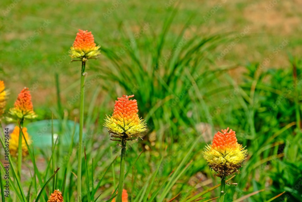Beautiful Kniphofia uvaria, also known as tritomea, torch lily or red hot poker flower in the garden.