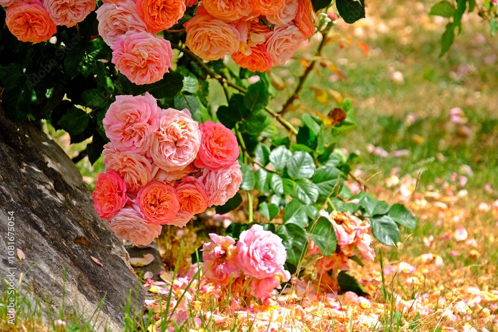 The lush cluster of roses is nestled among deep green leaves, with petals scattered delicately on the ground, creating a romantic and serene atmosphere. A close-up of vibrant pink and coral roses.