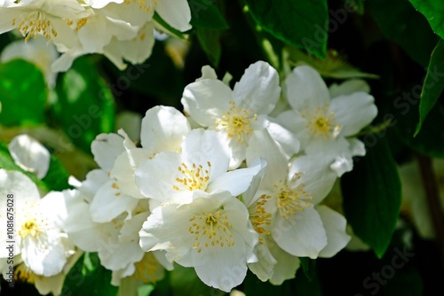 Obraz na płótnie Beautiful blooming mock orange, white flowers of celinda (Philadelphus coronarius) in the garden. w salonie