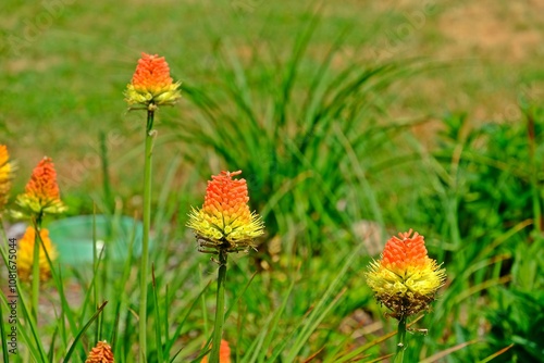Obraz na płótnie Beautiful Kniphofia uvaria, also known as tritomea, torch lily or red hot poker flower in the garden. w salonie