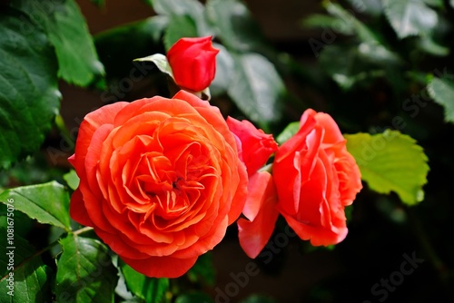 Beautiful full blooming multi-colored coral and pink rose with blurred green leaves as background.