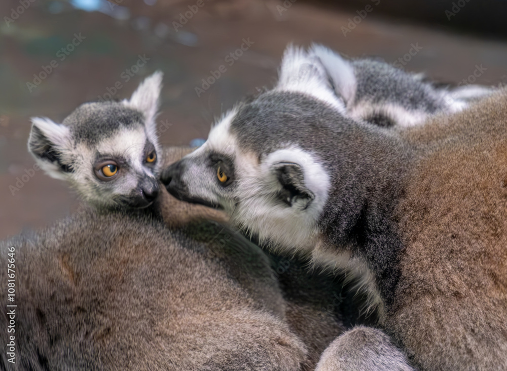 Fototapeta premium The family of the feline lemur in close-up.