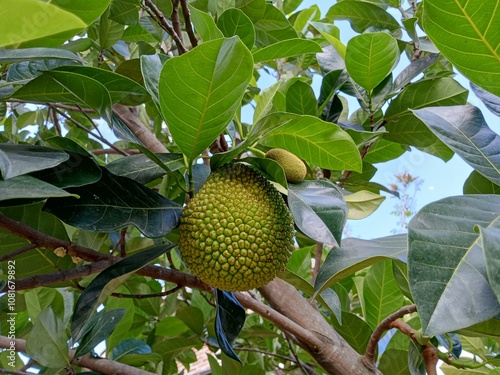 Artocarpus heterophyllus. Unripe jackfruit hanging on Jack tree. Tropical exotic fruit. photo