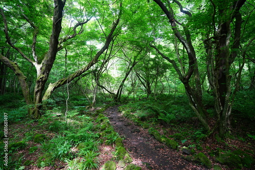 old trees in spring forest