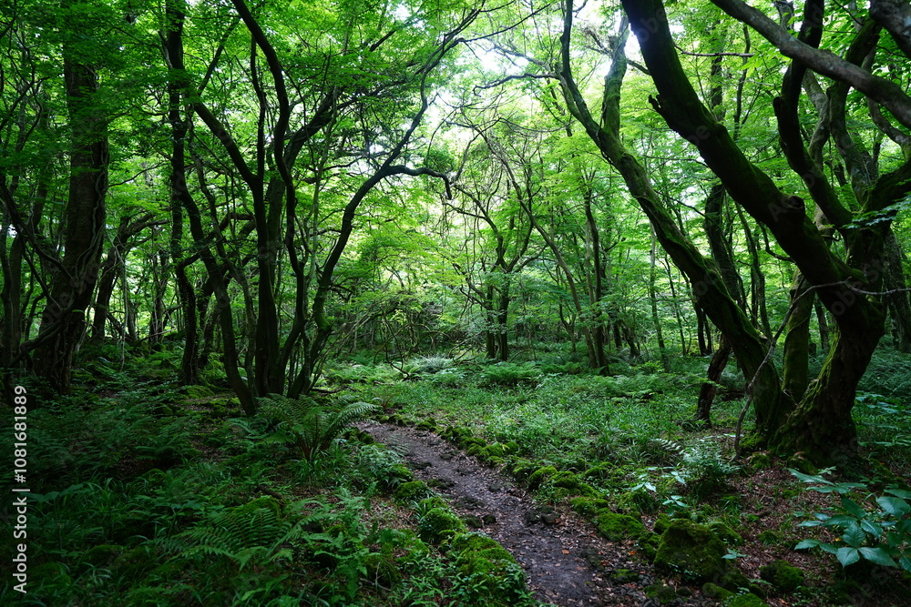 fine spring path through old trees and vines fine spring path through old trees and vines