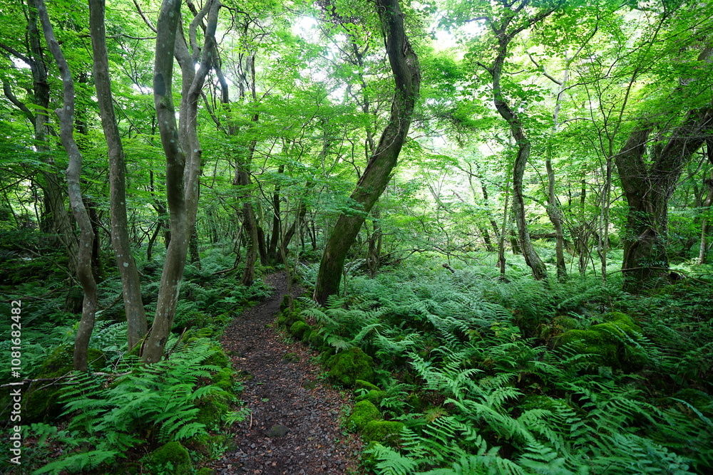 fine spring path through dense ferns fine spring path through dense ferns