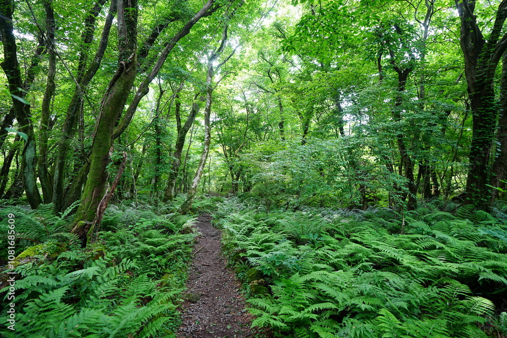 Obraz premium fine spring path through dense ferns