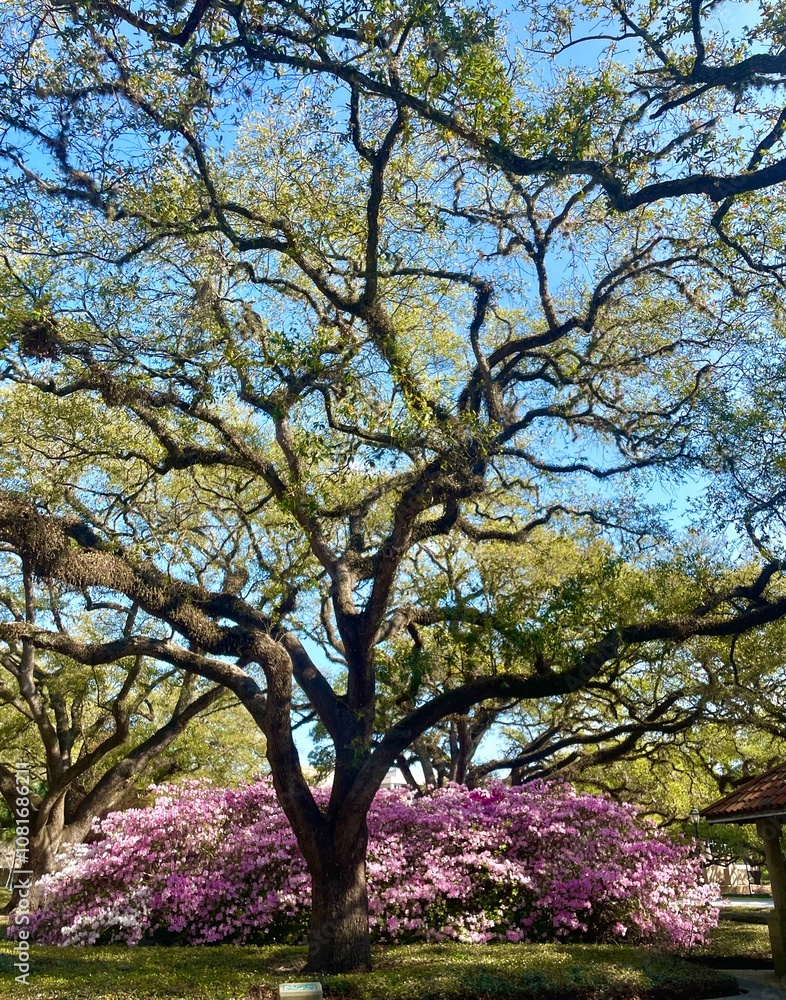 Obraz premium tree in bloom in spring 