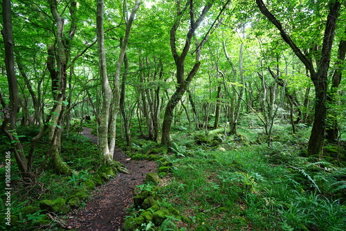 refreshing spring forest and fine pathway