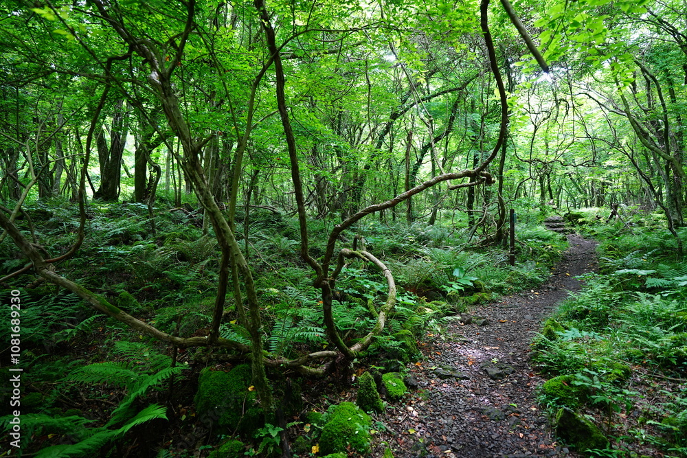 fine spring path through old trees and vines fine spring path through old trees and vines