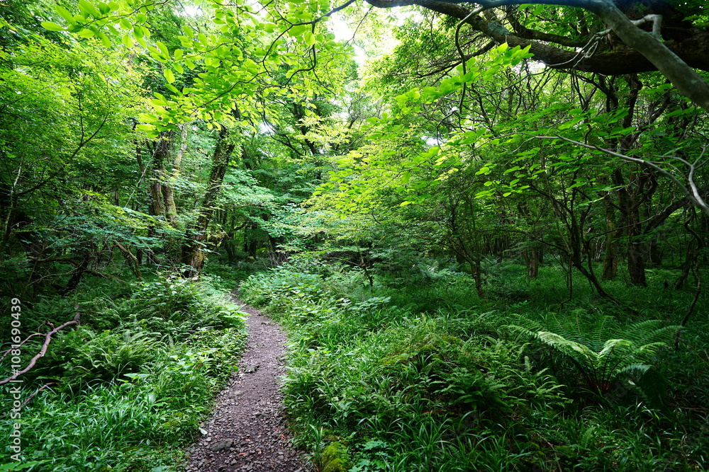 refreshing spring forest and path in the gleaming sunlight refreshing spring forest and path in the gleaming sunlight
