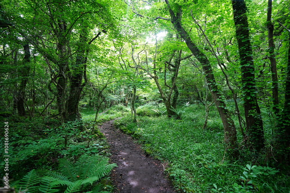 Obraz premium refreshing spring forest and path in the gleaming sunlight