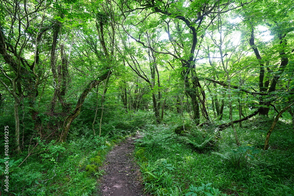 Obraz premium old trees in spring forest