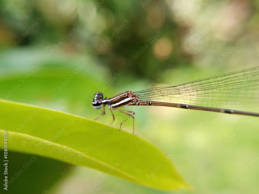 A small dragon fly on the plant A small dragon fly on the plant