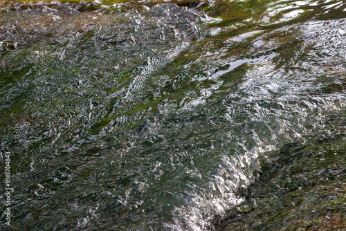 Moss is single-celled algae that clings to areas with flowing water