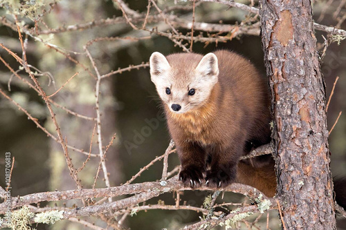 Close up of  American Marten photo