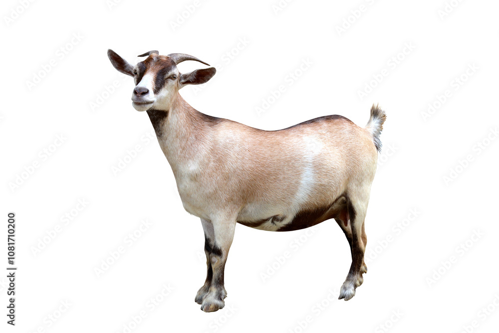 Pygmy goat isolated on transparent background png file Pygmy goat isolated on transparent background png file